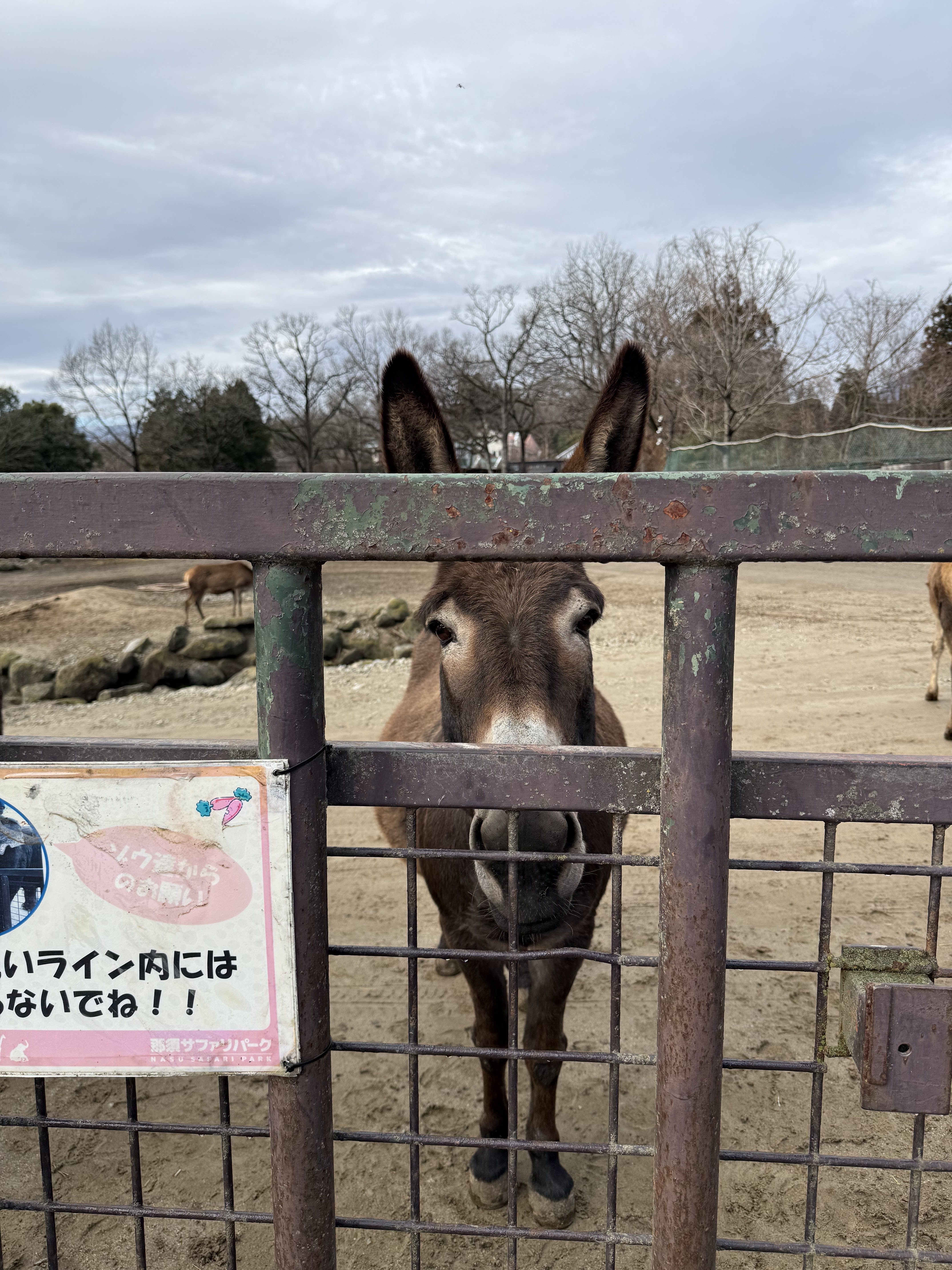 那須サファリパーク 2